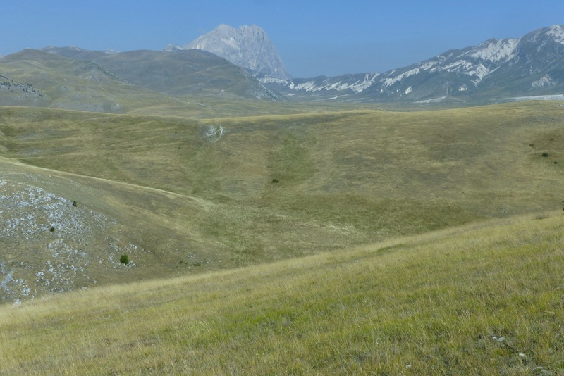 Le belle Epipactis sulle praterie di Campo Imperatore (AQ)  luglio 2025.
